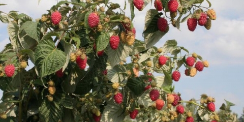 Pravilna njega, rezidba i prihrana maline u jesen